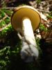 DSC06520.jpg