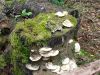 DSC03878.jpg