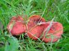 DSC04207.jpg