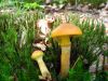 DSC04934.jpg