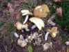DSC05810.jpg
