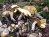 DSC05811.jpg