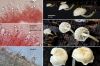 Dateiname=Mycena_spec_Sektion_Hiemales.jpg
Dateigröße=236KB
Abmessungen: 900x600
hinzugefügt am: 25. Januar 2012 Mycena_spec_Sektion_Hiemales.jpg