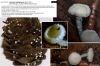 Lachnum_subvirgineum-1.jpg