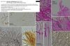 Lachnum_subvirgineum-2.jpg