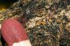 Dateiname=DSC00715.jpg
Dateigröße=417KB
Abmessungen: 1050x700
hinzugefügt am: 04. März 2013 DSC00715.jpg