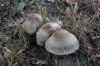 Dateiname=DSC07200.jpg
Dateigröße=366KB
Abmessungen: 1200x800
hinzugefügt am: 12. September 2015 DSC07200.jpg