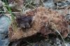 Dateiname=DSC07828.jpg
Dateigröße=464KB
Abmessungen: 1200x800
hinzugefügt am: 04. November 2017 DSC07828.jpg